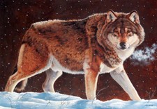 Big Boss - Grey Wolf by Esther van Hulsen Wolves Wildlife Art Print Poster 13x19