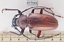 D77514. Insects, Beetles. Cerambycidae sp. Vietnam, Ha Giang
