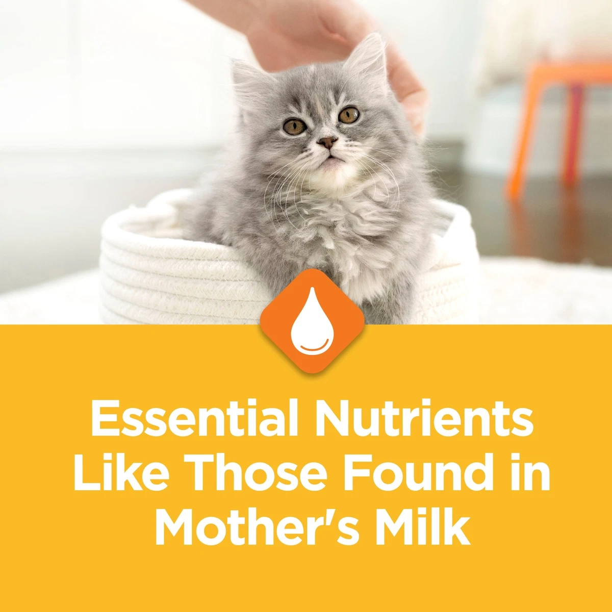 Kitten chow 14 lb cheap