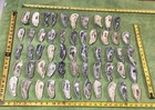 Lot of  64  Atlantic Oyster Slipper  Shells 4 To 5 1/4  Inch Long Crafts — photo 4