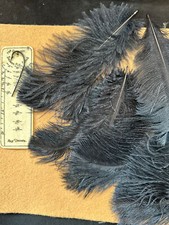 Ostrich feathers