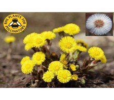 4x PACKS Coltsfoot Yellow Perennial Wild Flower Seeds Slyne Garden