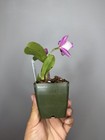 NEW! Unreleased 2027 Cattleya (Slc. Angel Eyes x Slc. Warpaint) SVO 11503 — photo 8