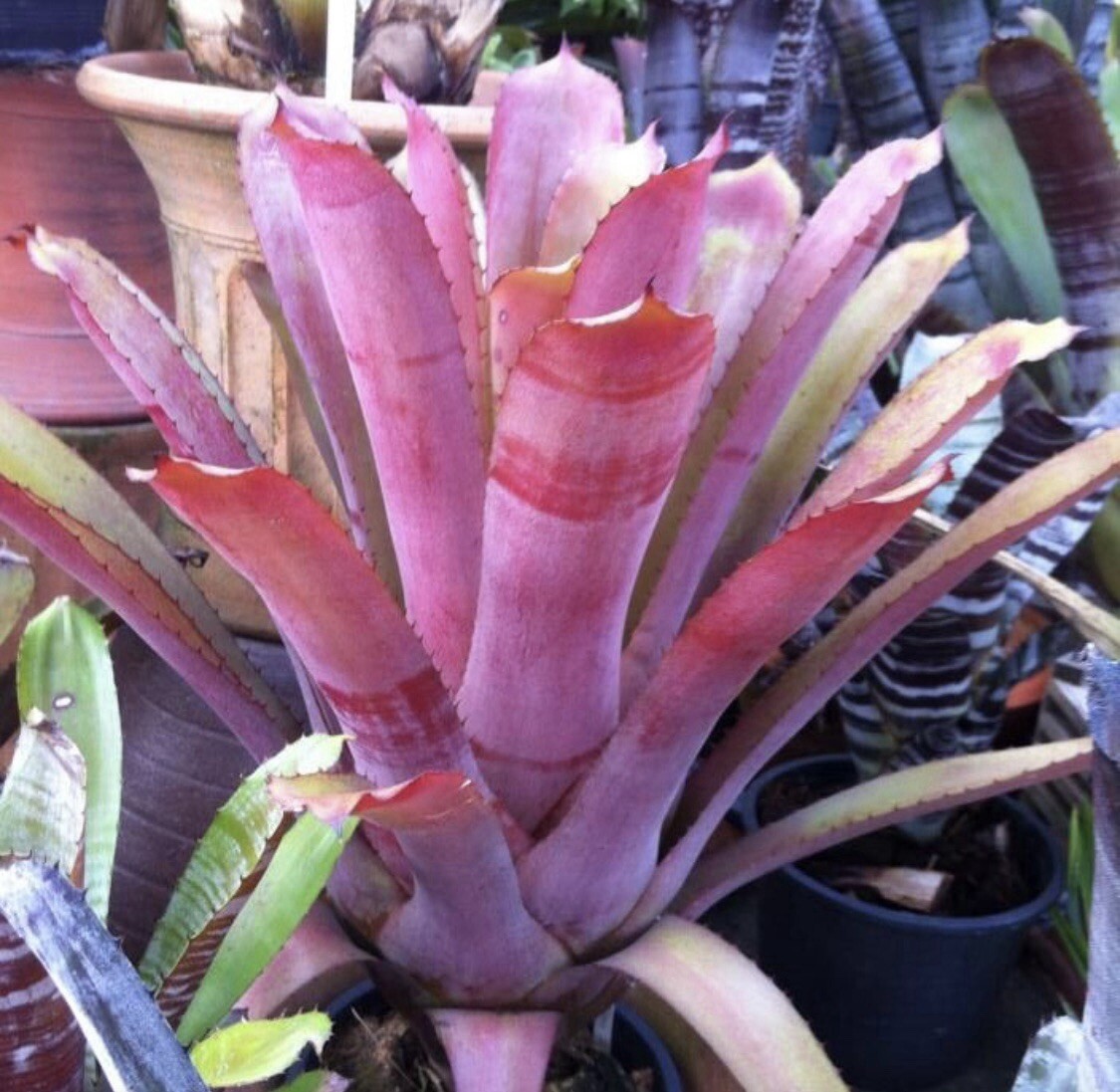 Neoregelia Bromeliad Cruenta Rubra | eBay