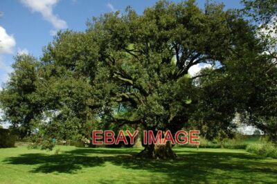 FOTO STEINEICHE IM WESTBURY HOFGARTEN DIESE STEINEICHE (QUERCUS ILEX) IN WESTBUR