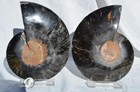 Large Black Ammonite Pair Great Crystals 110myo FOSSIL XXL 143mm 5.5" 9311ee — photo 7