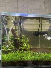 Dwarf Sagittaria Subulata Dwarf Sag Live Fish Tank Plants
