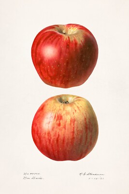 13354.Wall Decor Poster.Watercolor art.Room Interior design.Kitchen.Apple fruits