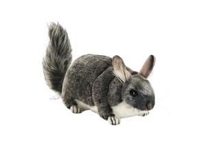 chinchilla de peluche