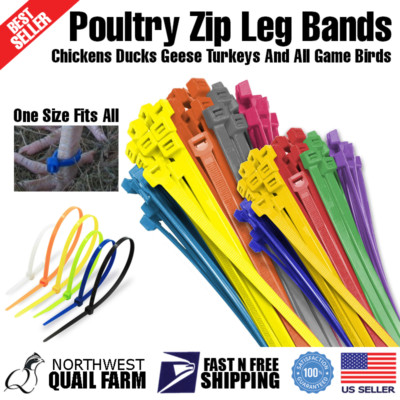 Zip Leg Bands Multi Colors Rings ID Tags for Quails Pheasant Pigeon Dove 50pcs