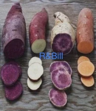 Varieties 20 sweet potato slips/ purple + Okinawa + red Japanese + Beauregard 