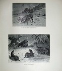 Rare Old Orginal Antique Print 1904 Boar Wolves Stag Deer Pleistocene Mammal