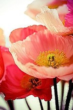 Shirley Poppy Seeds for Planting - 50,000 Fresh Poppy Flower Seeds - Wildflow...