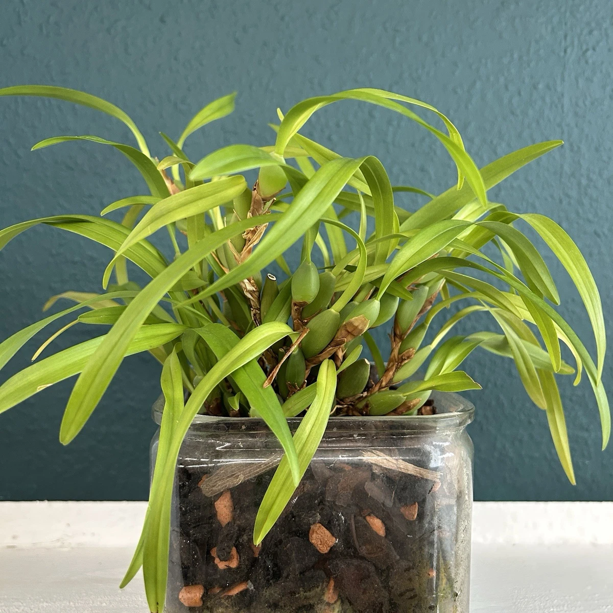 Immergrne Pflanzen, Bume & Strucher fr den Sommer Orchideen online  kaufen | eBay.de