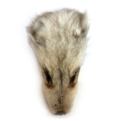 Real Tanned Fox Head Fur Pelt Set Authentic Foxes Face ，Pelts Hides Costume C...