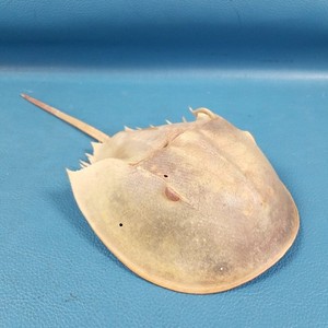 12.5" Long Real Horseshoe Crab Molt w/Tail & Legs