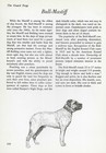 The Bullmastiff / Bull Mastiff - Custom Matted - Vintage Dog Art Print - "G"
