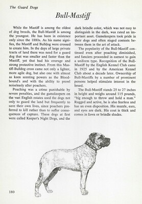 The Bullmastiff / Bull Mastiff - CUSTOM MATTED - Vintage Dog Art Print - ''G''