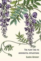 The Plant And Its Ornamental Applications EugèNe Grasset