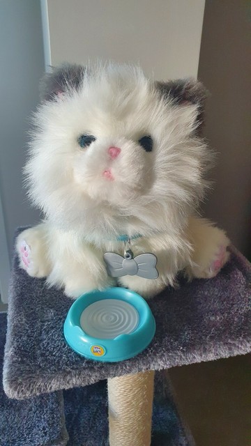 little live pets cuddles my dream kitten