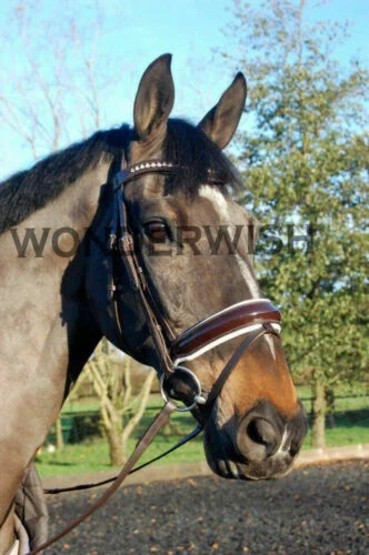 Weiße Reitsport-Trensen