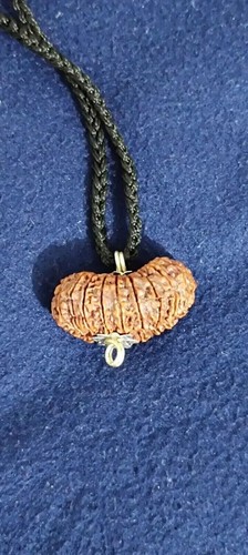 21 Mukhi Rudraksha Sacred Bead Rare- Certified A++ --IGL Lab Certified