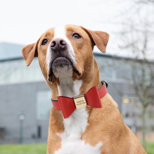 Personalised Leather Dog Collar with Bowtie Custom Name/Number Engraved for Pets - Picture 14 of 20