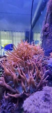 bubble tip Rose anemones 4-5"