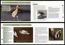Beaks As Tools - Behaviour - Birds Of Britain Atlas Editions Fold Out Card