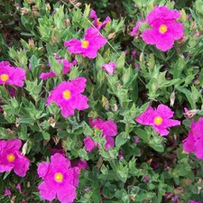 Cistus Pulverulentus Sunset Rock Rose Evergreen Hardy Outdoor Shrub Plant