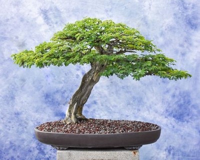 20 Brazilian Rain Tree Seeds | Pithecellobium tortum | Rare Bonsai Seeds |  eBay