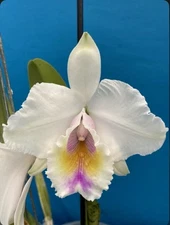 Cattleya quadricolor ‘Hercules’ X Outcross Multicolor Species Orchid Eros 2” Pot