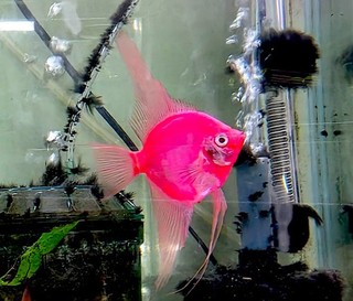 6 1 FREE! Tank Raised ULTRA HIGH QUALITY SOLID RED ANGELFISH