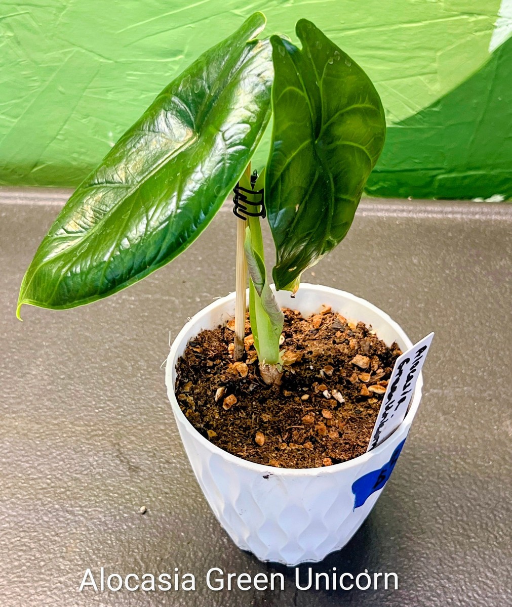 Alocasia Green Unicorn | eBay