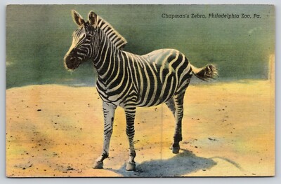 Postcard Chapman's Zebra Philadelphia Zoo Pennsylvania Equus quagga