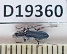 D19360. Insects, Cerambycidaesp. Vietnam South