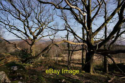 Foto 6x4 Hase How Eskdale Green einige der alten Eichen, auf einem Felsen c2022