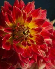 1 Stunning Giant Dinnerplate Dahlia 'Tyler James' Tuber/Roots!