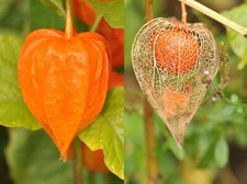 3X PERENNIAL PHYSALLIS LANTERN PLUG PLANTS ORANGE WHITE FLOWERS HARDY