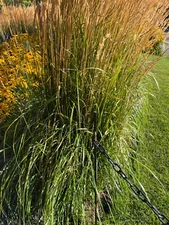 Calamagrostis x acutiflora | Feather Reed Grass | 20 Seeds