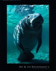 West Indian Manatee Wild Life Ocean Art Print Photo 22x28 in