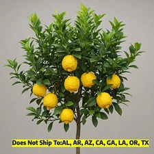 Ponderosa Lemon Tree in 1 Gal Pot Tropical Live Citrus Plant 10"H Indoor/Patio