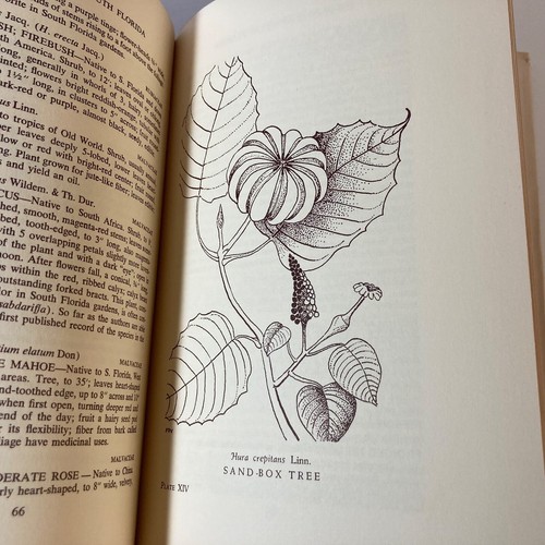 400 Plants Of South Florida: 1952 Hardcover Julia F. Morton R. Bruce Ledin w/Jac - Imagen 12 de 16
