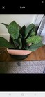 WHALE FINS X2 Snake Plants — photo 1