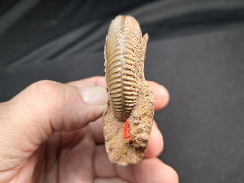 very nice ammonite, Parkinsonia parkinsoni ,from upper bajocian,Oberpalz-Bavaria - Imagen 10 de 24