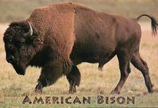 American Bison, Buffalo, United States, Canada, North America -- Animal Postcard