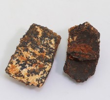 Panzerplatten, Schildkröte, Tertiär, Miozän, Titting b. Eichstätt, D -m167