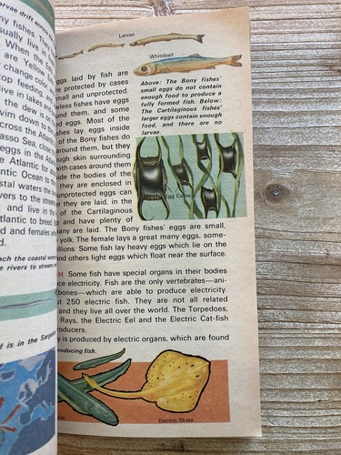 Die Welt der Fische, Vintage Nachschlagewerk - Bild 4 von 6