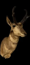 Pronghorn Antelope Shoulder Mount