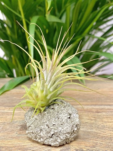 Pyrite Air Plant Crystal Tillandsia Gemstone Specimen Home Decor Fools Gold. - Picture 4 of 8